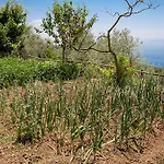 Antico Casale Ruoppo Διαμέρισμα *